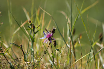 Close-up of honey bee pollinating on purple flower