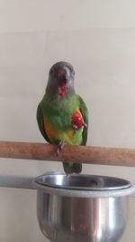 Close-up of bird perching on metal