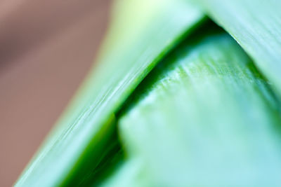 Close-up of green leaf