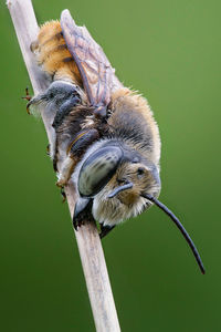 Cutter bee