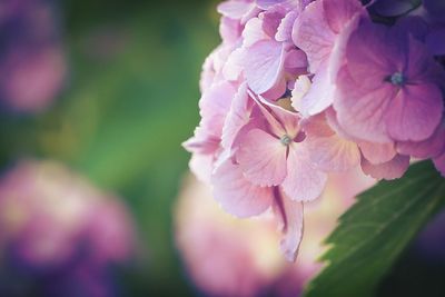 Close-up of pink flowers