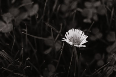 Close-up of flower blooming outdoors