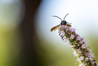 Close-up of butterfly pollinating on purple flower