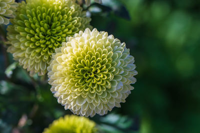 Green chrysanthemums close up in autumn sunny day in the garden. autumn flowers. flower head