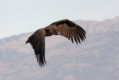 Low angle view of eagle flying in sky