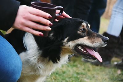 Close-up of dog sitting on hand