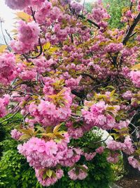 Close-up of pink cherry blossoms in spring