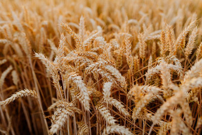 Full frame shot of wheat field