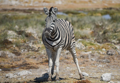 Zebras in the etosha national park namibia south africa