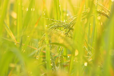 Close-up of wheat growing on field