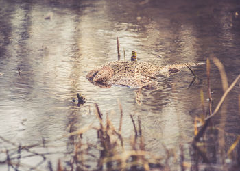 Ducks swimming in river