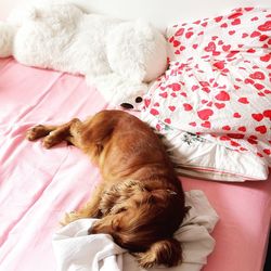Dog lying on bed at home