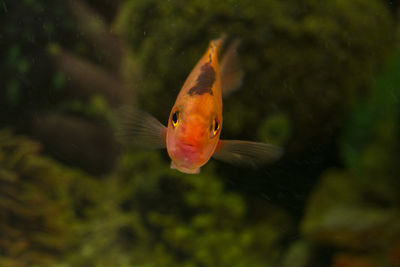 Fish swimming in sea