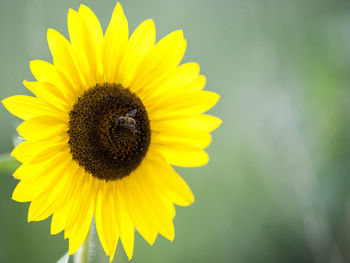 Close-up of yellow sunflower