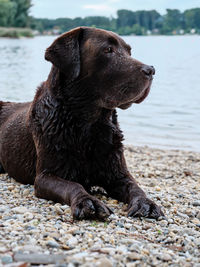 Dogs in lake
