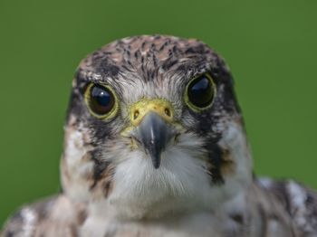 Close-up portrait of kestrel