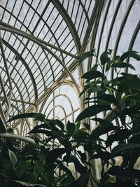 Low angle view of plants in greenhouse