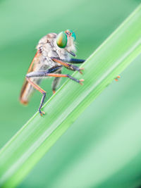 Close-up of insect on leaf