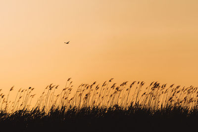 Silhouette birds flying over field against sky during sunset