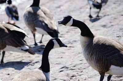 Close-up of canada geese perching at beach during sunny day