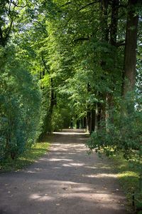 Footpath amidst trees in forest