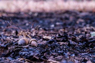 Surface level of dry acorns on field