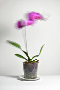 Abstract long exposure movement of phalaenopsis orchid in grower pot