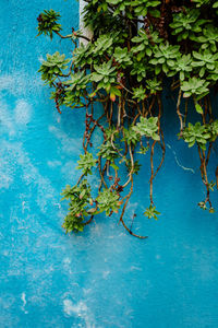 Close up of climbing plant on ruined blue colored dwelling wall in burano