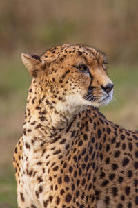 Close-up of a leopard