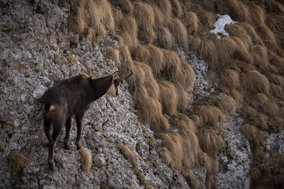 High angle view of goat on mountain