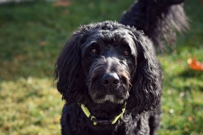 Close-up portrait of dog on field