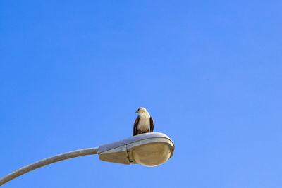 Low angle view of bird perching against clear blue sky