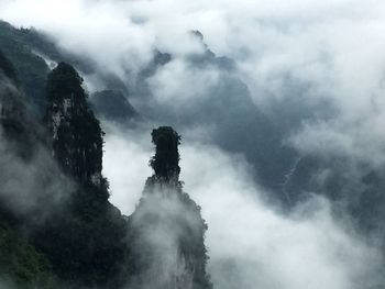 Low angle view of trees against sky during foggy weather