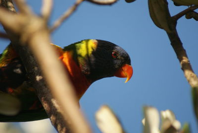 Close-up of bird perching on branch