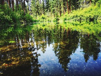 Reflection of trees in lake