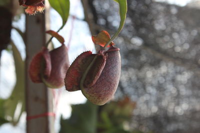 Close-up of fruit growing on tree