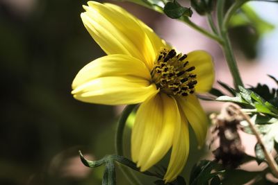 Close-up of yellow flowering plant