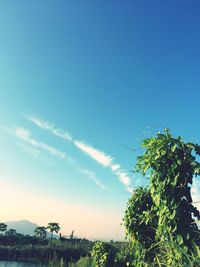 Low angle view of trees against blue sky