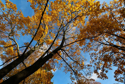 Low angle view of tree in autumn