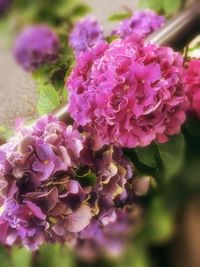 Close-up of pink flowers