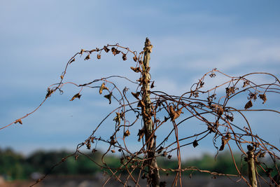 Low angle view of dry plants against sky