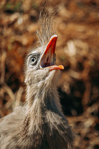 Close up shot of seriema bird squawking