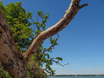 Low angle view of tree against blue sky