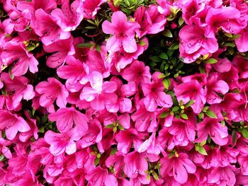 Full frame shot of pink flowers