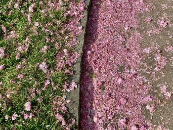 High angle view of pink flowering plants on field