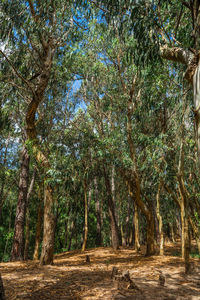 Trees in forest