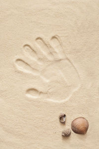 High angle view of shell on sand