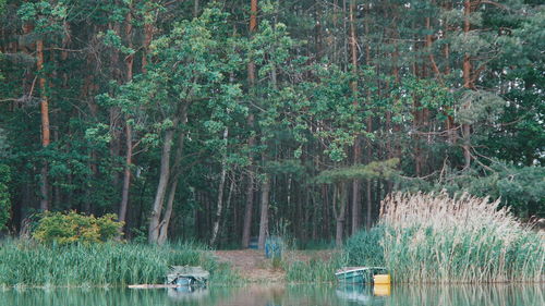 Scenic view of lake in forest