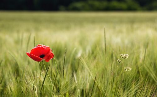 Close-up of red poppy blooming in field