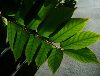 Close-up of butterfly on plant leaves